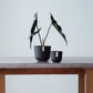Plant Culture Urban Planter – Soft Round w/ Catch Plate for Plants