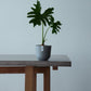 Plant Culture Urban Planter – Soft Round w/ Catch Plate for Plants