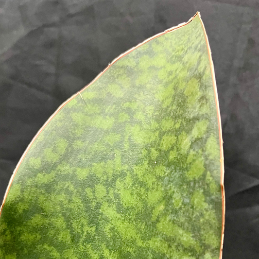 Plant Culture Whalefin Sansevieria 9cm – Premium Christmas Gift