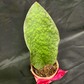 Plant Culture Whalefin Sansevieria 9cm – Premium Christmas Gift