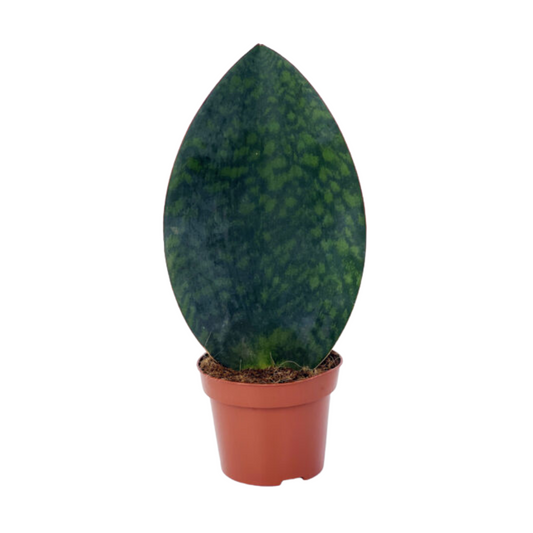 Sansevieria Whale Fin Masonia