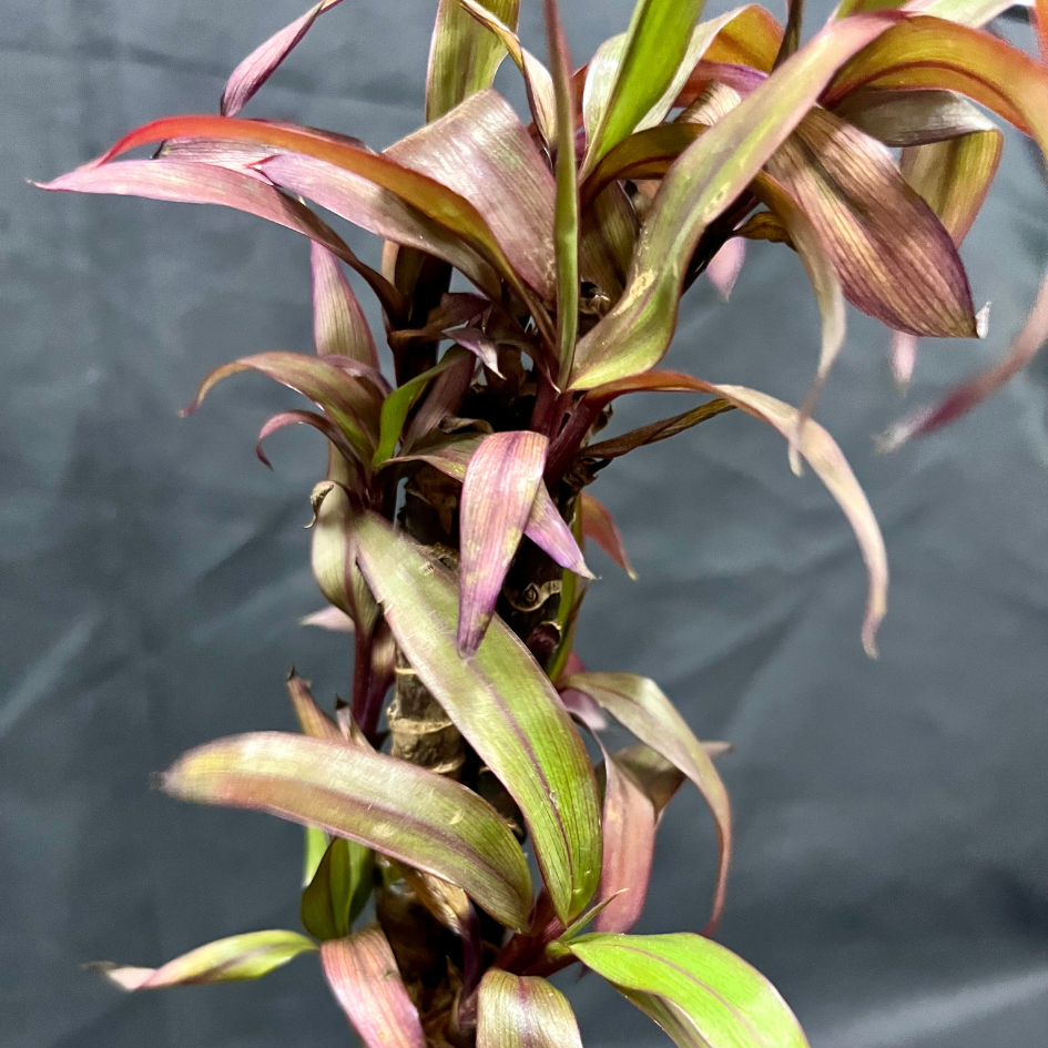 Plant Culture Wishing Plant – Good Luck Christmas Gift