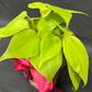 Plant Culture Neon Lemon Lime Philodendron – Vibrant Christmas Gift Plant
