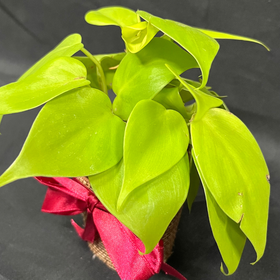 Plant Culture Neon Lemon Lime Philodendron – Vibrant Christmas Gift Plant