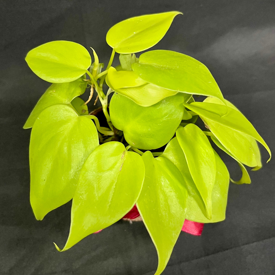 Plant Culture Neon Lemon Lime Philodendron – Vibrant Christmas Gift Plant