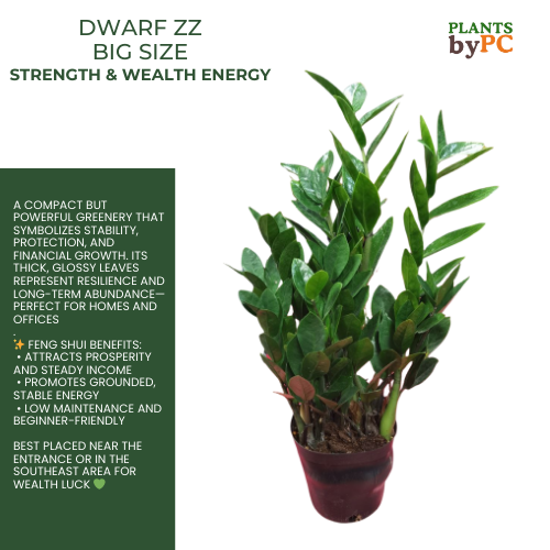 ZZ Plant Big