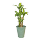 Fortune Plant Dracaena Fragrans