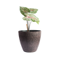 Vintage Rustic Planter for Outdoor Plants | Plastic Pots