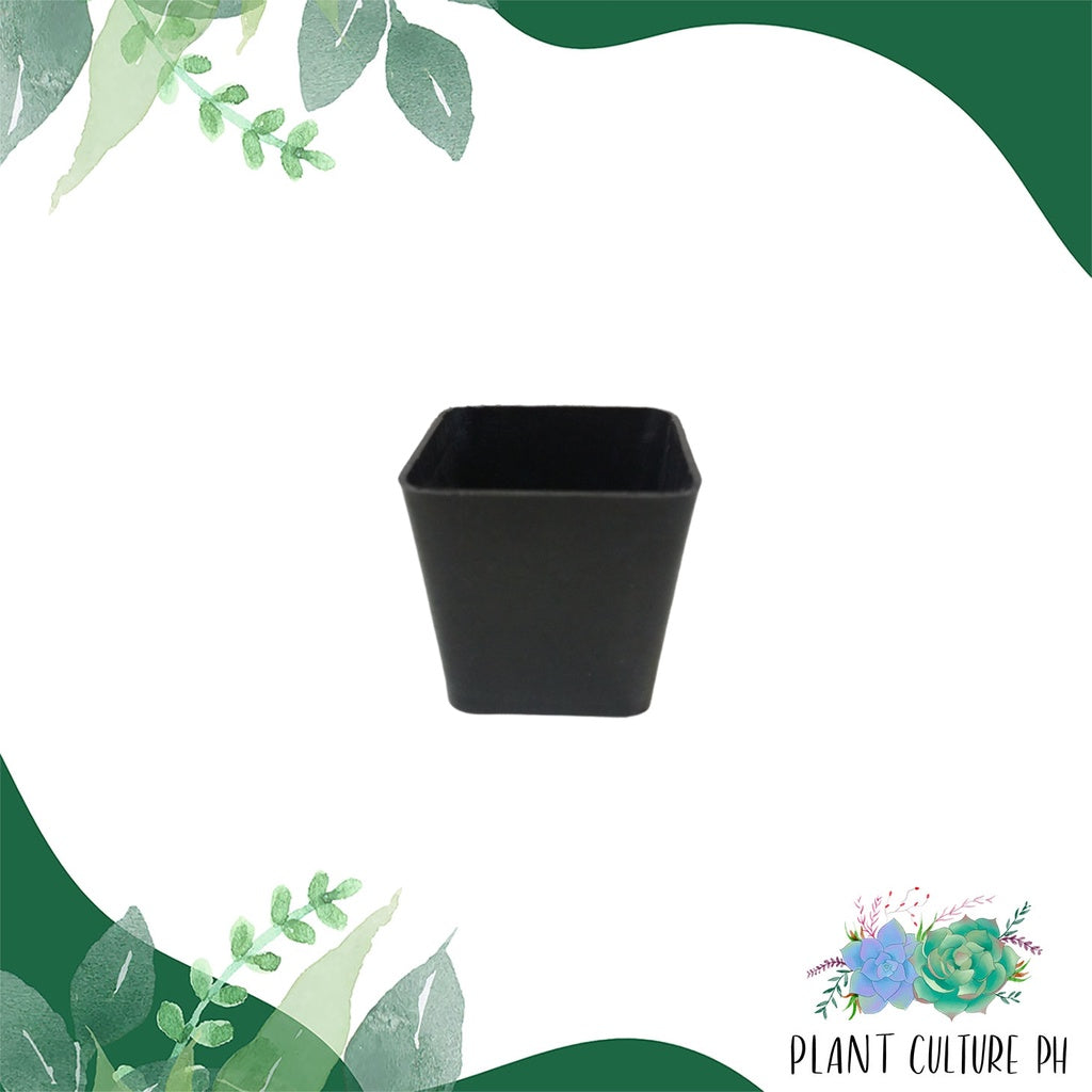 Square Planter | Plastic Pots - 2in