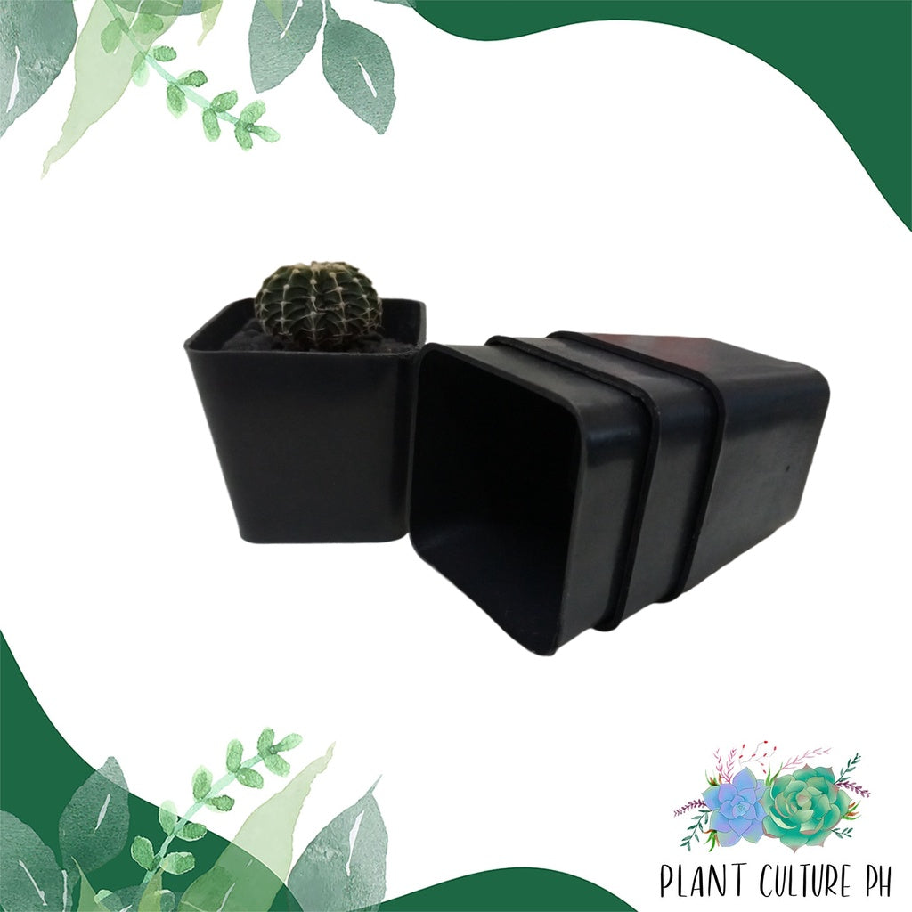 Square Planter | Plastic Pots - 2in