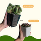 Plant Culture Plastic Square Plant Pot Black / White