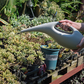 Plastic Long Nozzle Watering Can 1.5L By Plant Culture PH