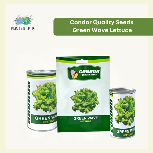 Condor Quality Seeds Lettuce Green Wave