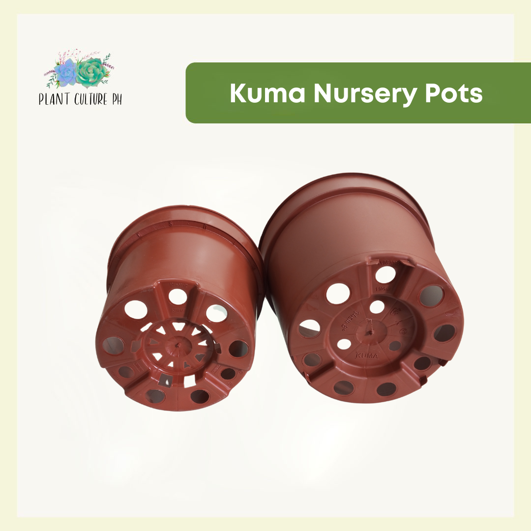Kuma Nursery Planters | Biodegradable Pots (5 pcs)