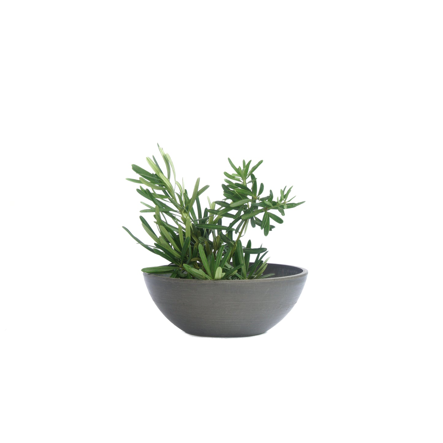 Greenship Handmade Planters | Lightweight Pots