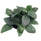 Fittonia