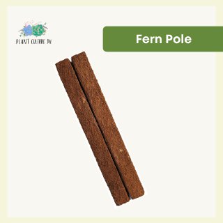Fern Pole by Plant Culture PH