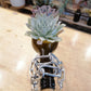 Glass Bottle Pot by Plant Culture PH