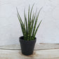 Fern Wood Micado