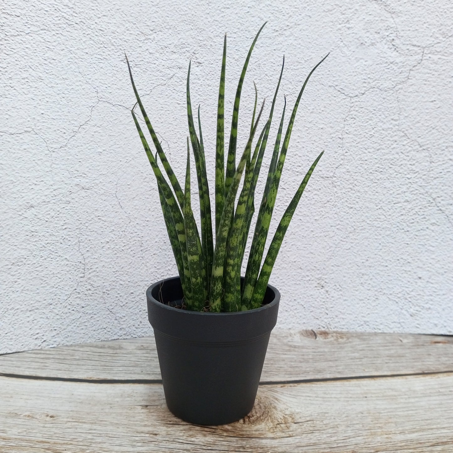 Fern Wood Micado