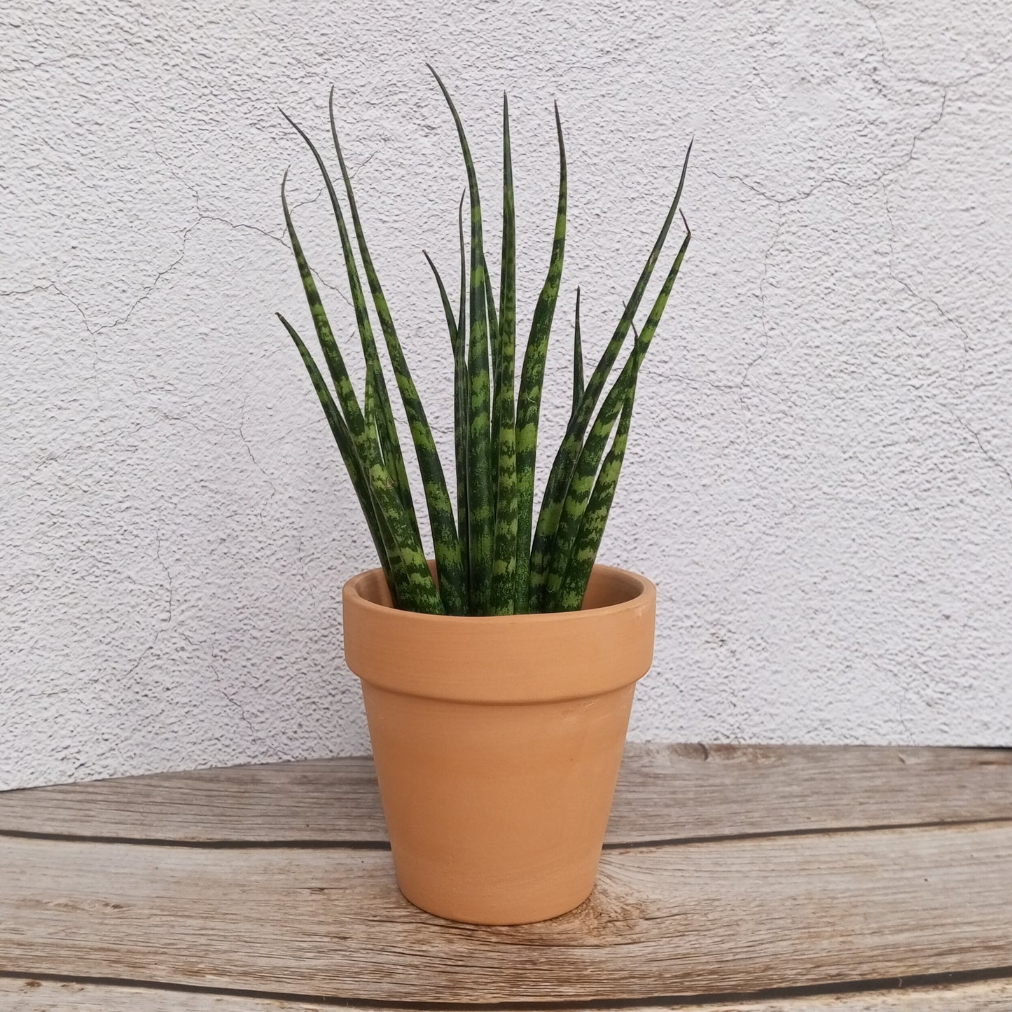 Fern Wood Micado