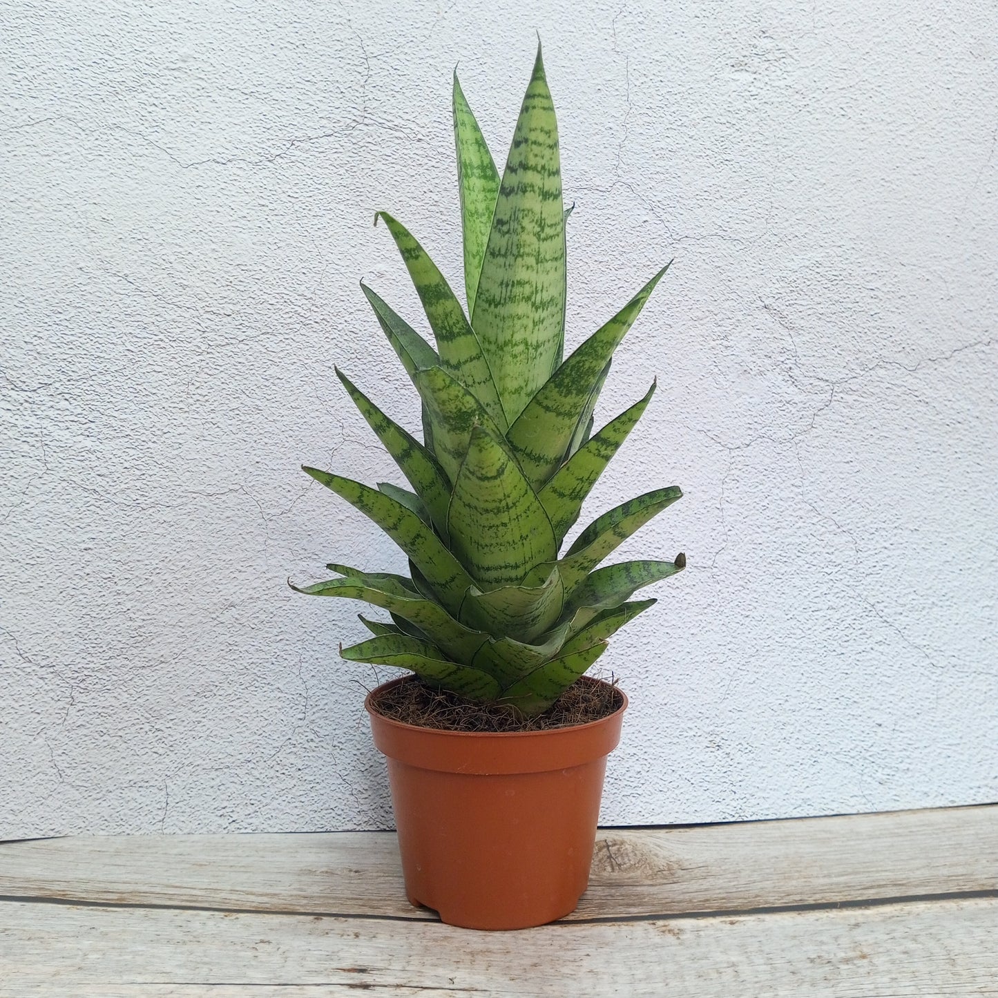 Hybrid  Gabriela Sanseveria