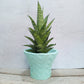 Hybrid  Gabriela Sanseveria