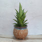 Hybrid  Gabriela Sanseveria