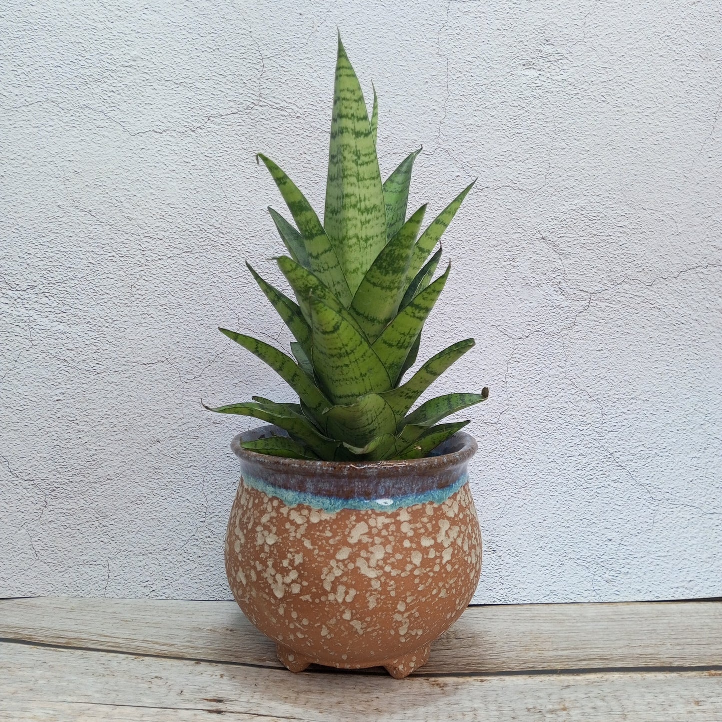 Hybrid  Gabriela Sanseveria