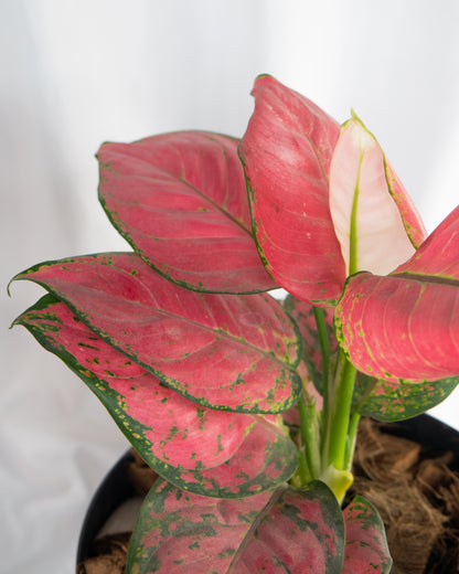 House Plant Starter Kit