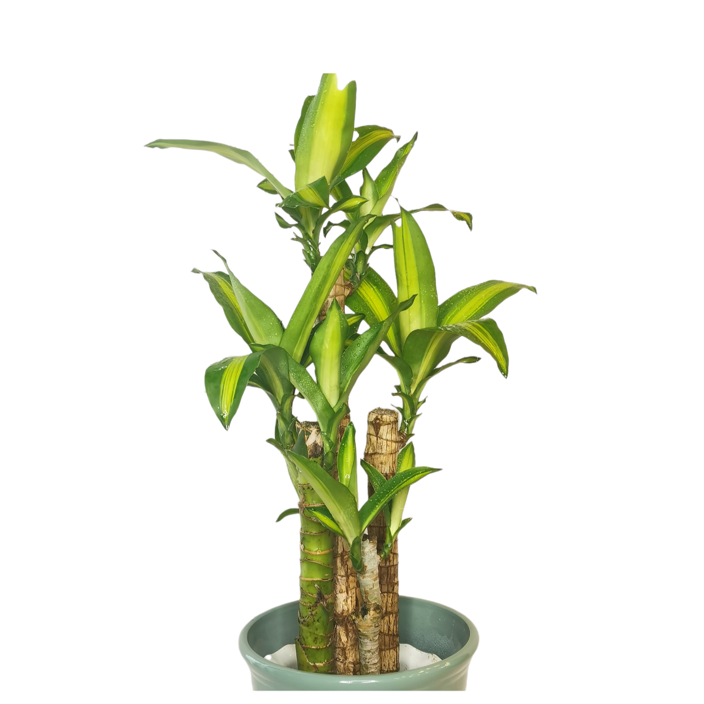 Fortune Plant Dracaena Fragrans