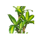 Fortune Plant Dracaena Fragrans