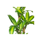 Fortune Plant Dracaena Fragrans