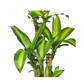 Fortune Plant Dracaena Fragrans