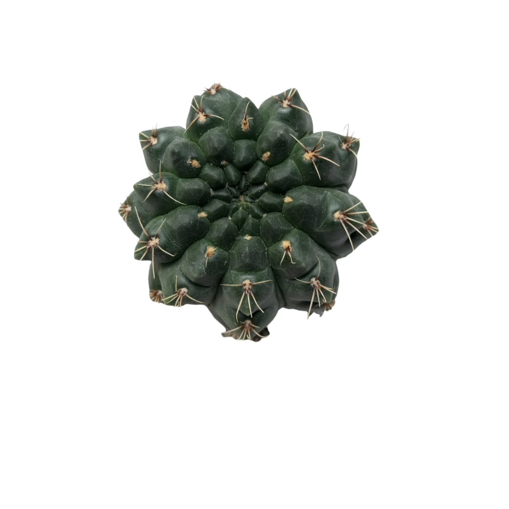 Gymnocalycium Baldianum (Dwarf Chin Cactus)