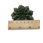 Gymnocalycium Baldianum (Dwarf Chin Cactus)