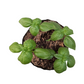 Sweet Basil
