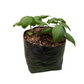 Sweet Basil