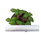 Sweet Basil