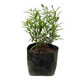 Tarragon