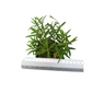 Tarragon