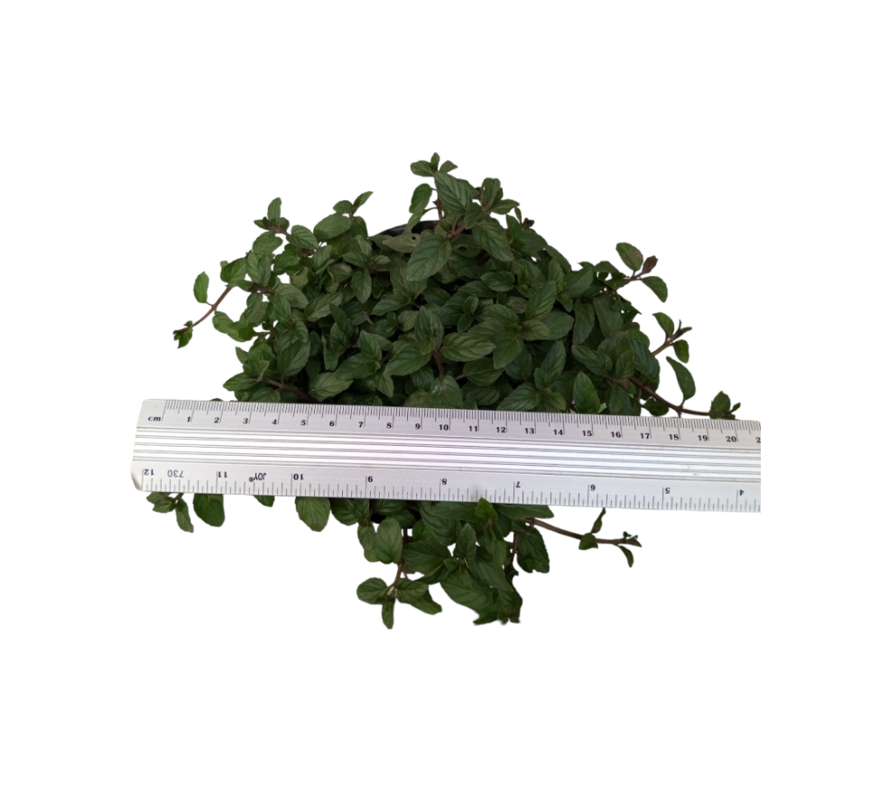 Choco Mint Herb Plant Culture PH