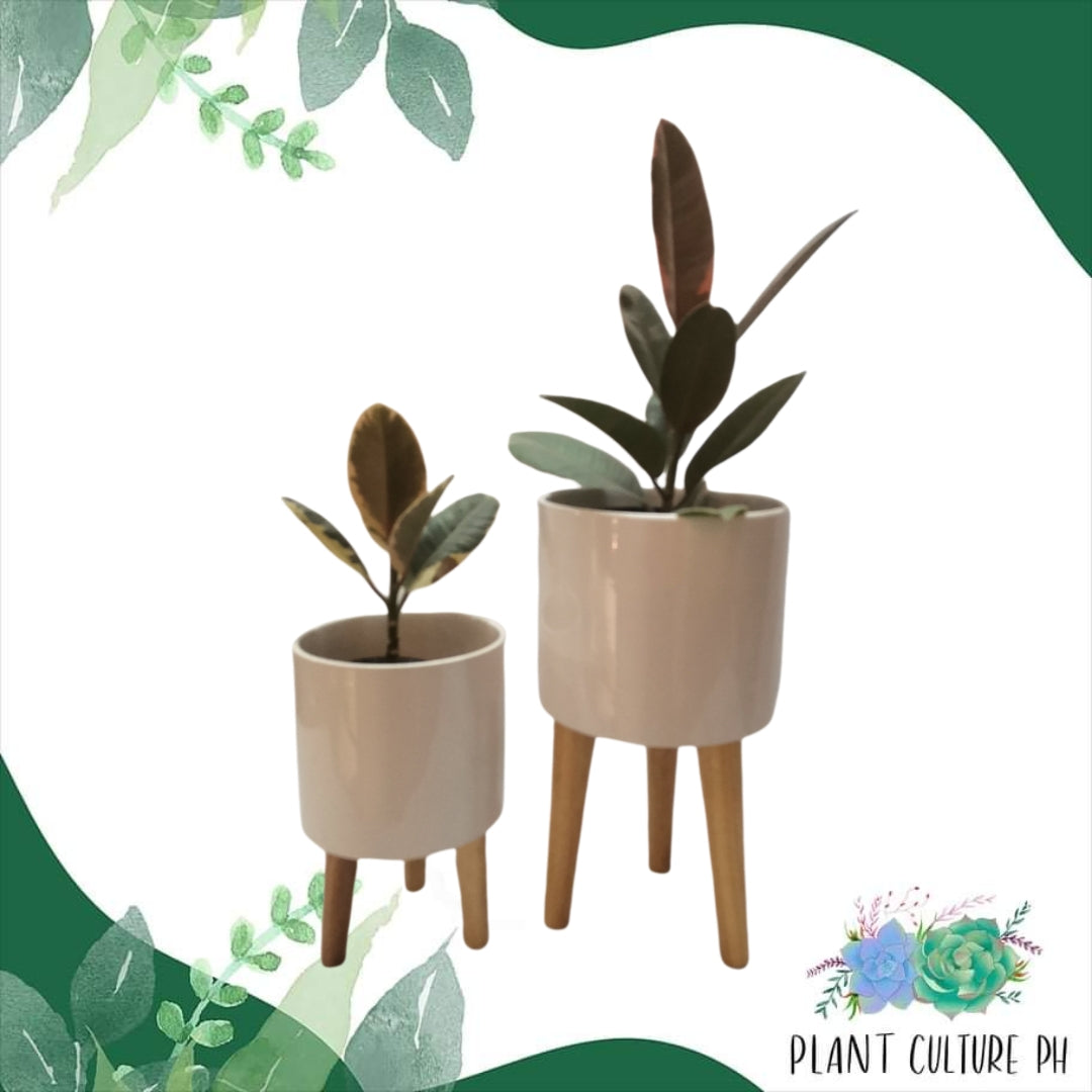 Elevated Planter with Wooden Stand | Ceramic Pots