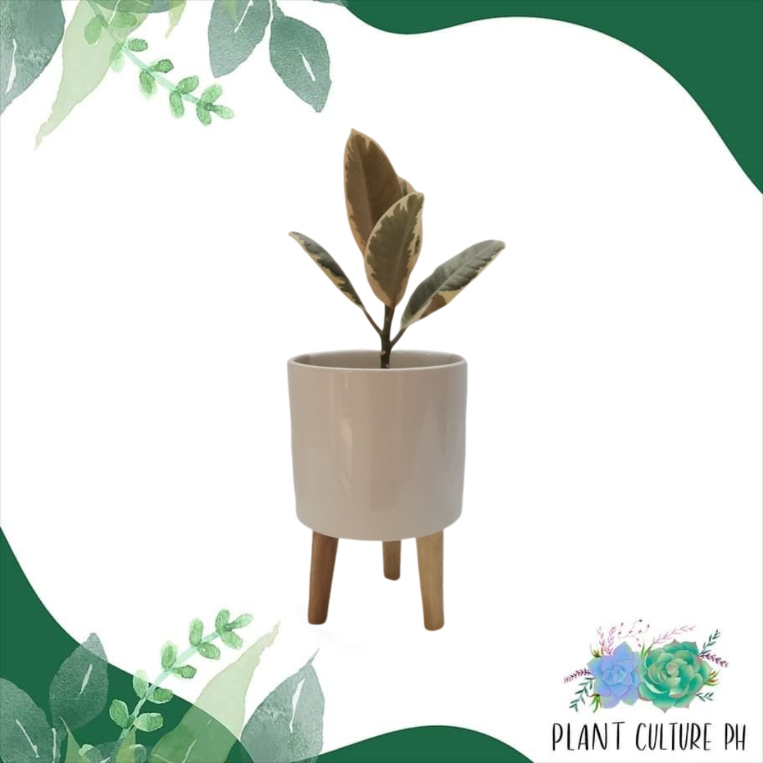 Elevated Planter with Wooden Stand | Ceramic Pots