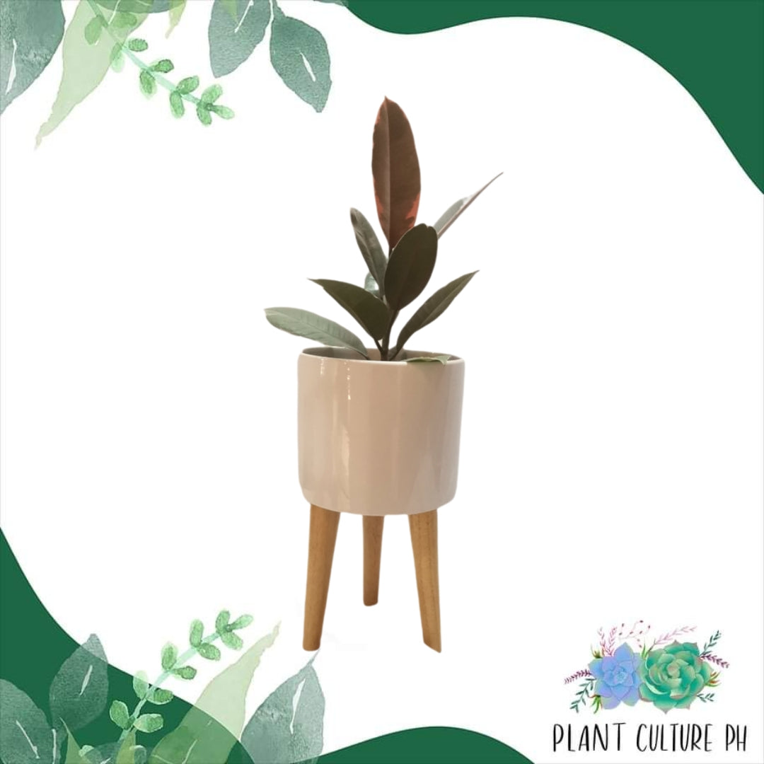 Elevated Planter with Wooden Stand | Ceramic Pots