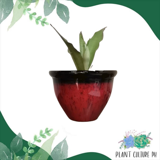 Vintage-Style Decorative Planter | Plastic Pots