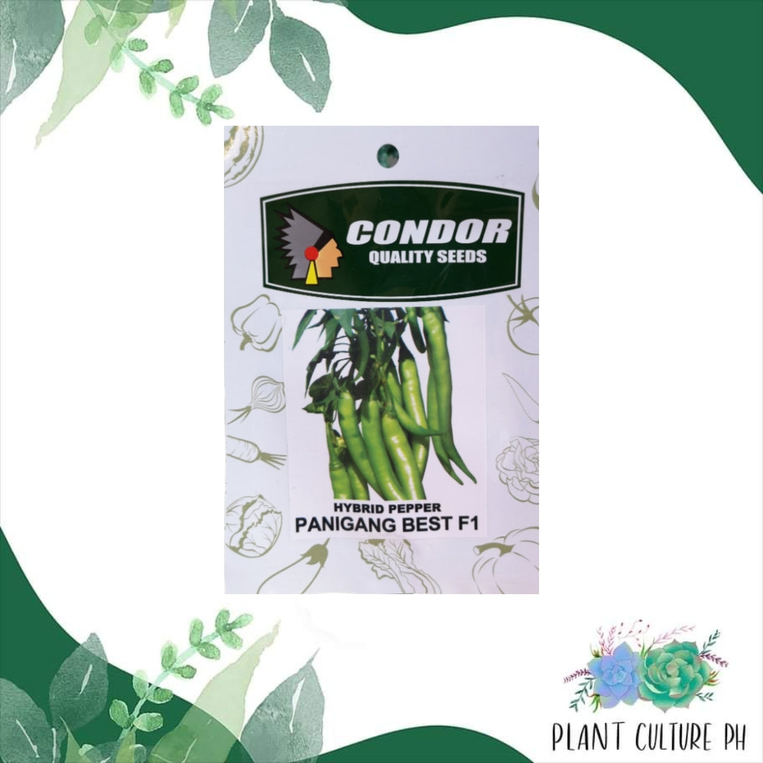 Condor Quality Seeds Hybrid Pepper Panigang Best F1 0.5 grams