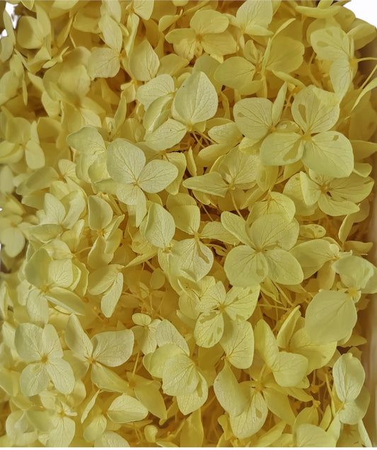 Dried Anna Loubar Yellow Box