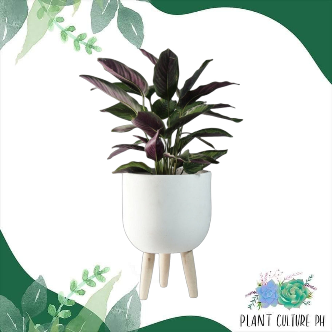 Aesthetic Elevated Curved Planter for Indoor Plants | Cement Pots