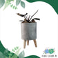 Classy Elevated Planter for House Plants | Cement Pots